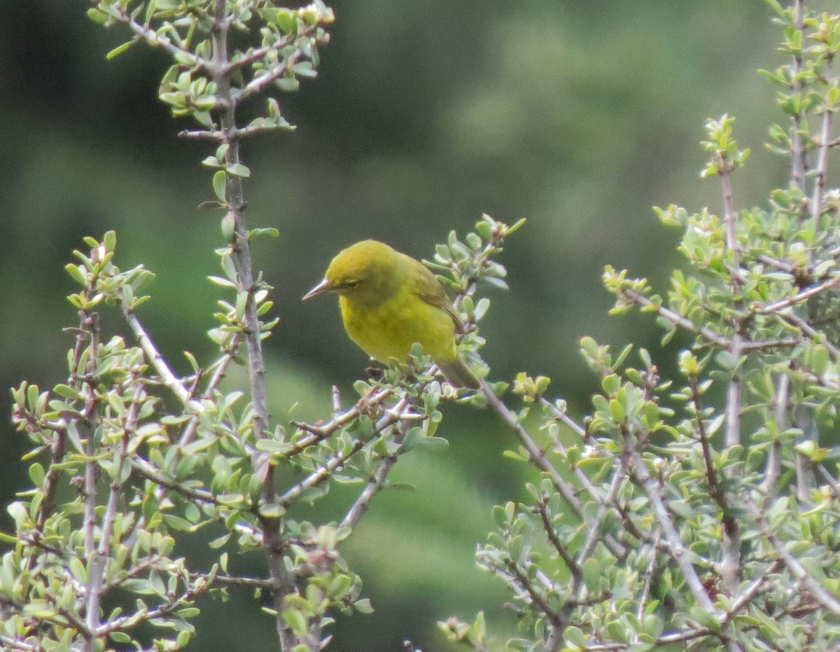 Orange-crowned Warbler - Matthew Hunter