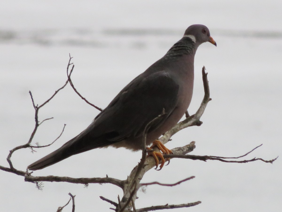 Band-tailed Pigeon - ML33334531