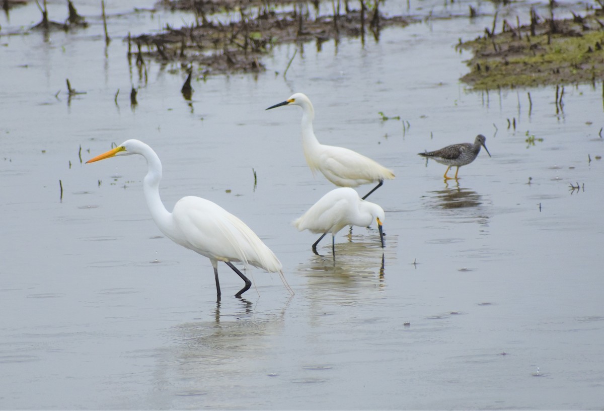 Great Egret - ML333345531