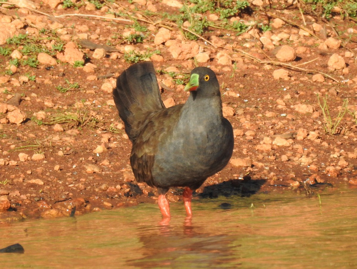Black-tailed Nativehen - ML333346481