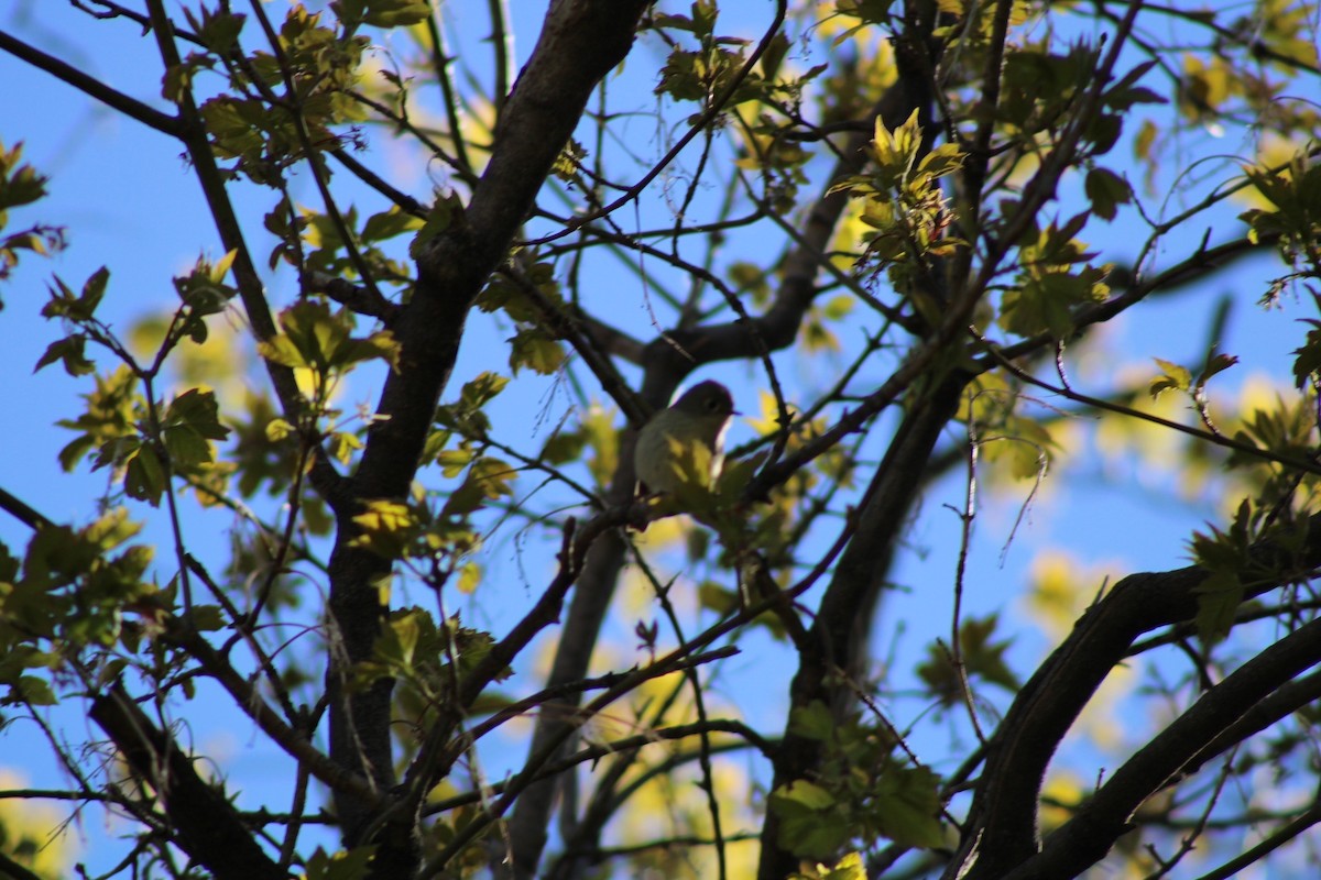 Ruby-crowned Kinglet - ML333347241