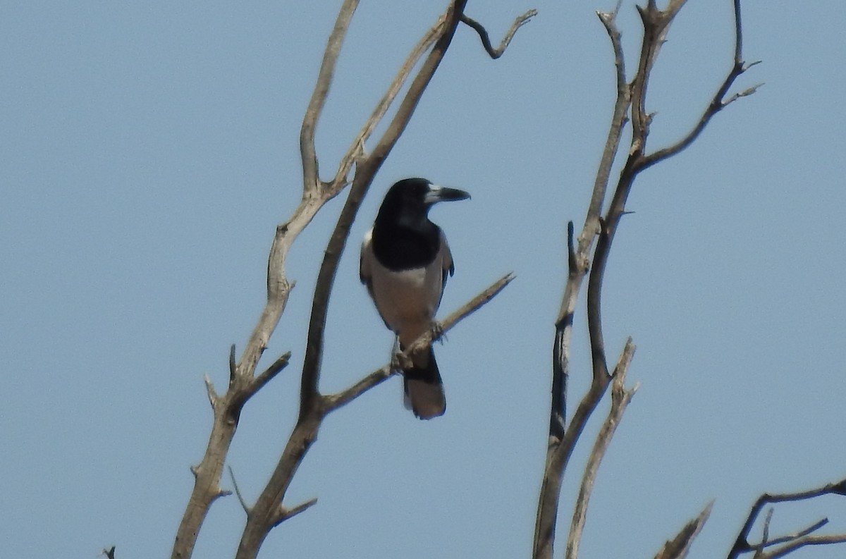 Pied Butcherbird - ML333348161