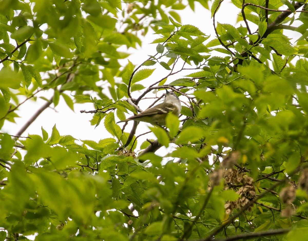 Blue-headed Vireo - ML333349341