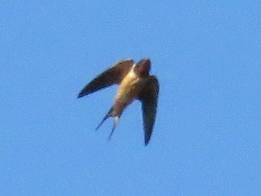 Barn Swallow - ML333350691