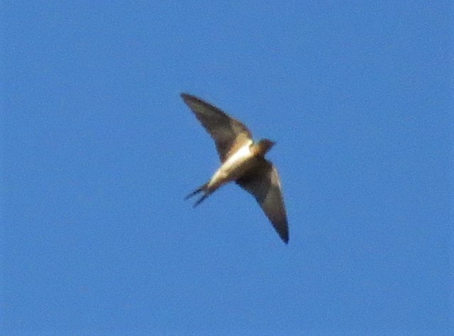 Barn Swallow - ML333350701