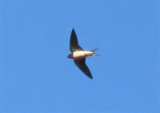 Barn Swallow - ML333350711