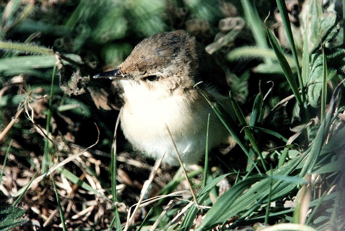 Paddyfield Warbler - ML333351001