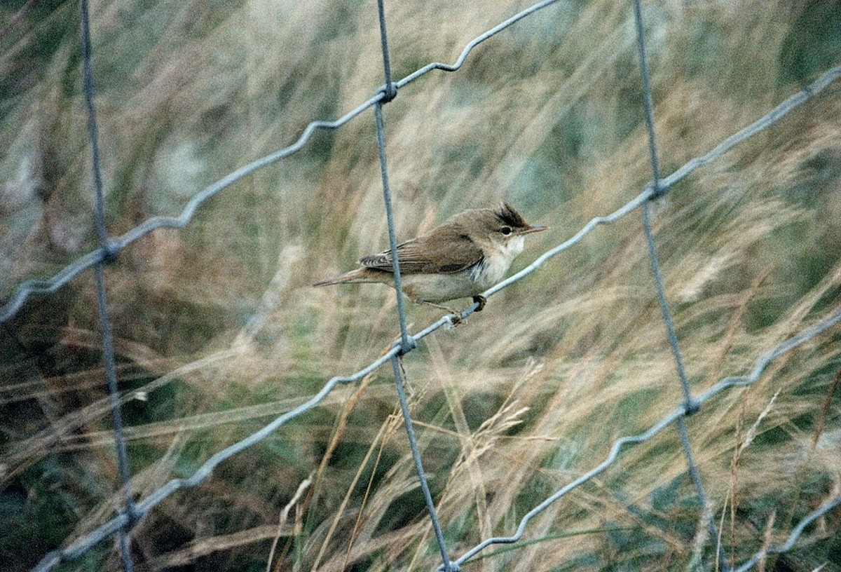 Paddyfield Warbler - ML333351241