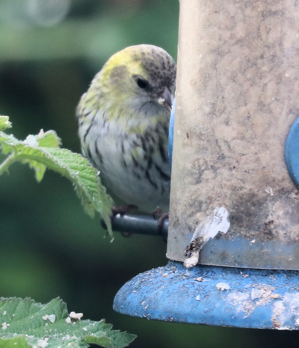 Eurasian Siskin - ML333352751