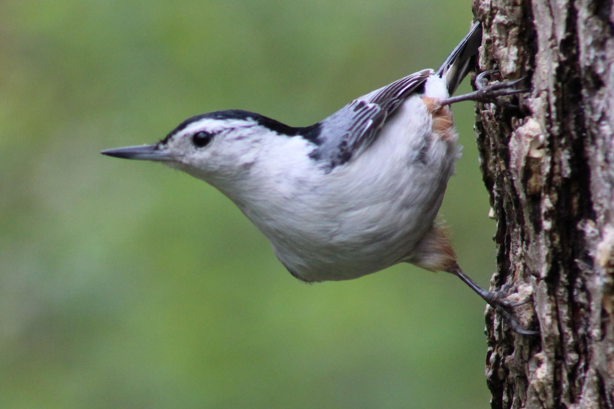 White-breasted Nuthatch - ML333353251