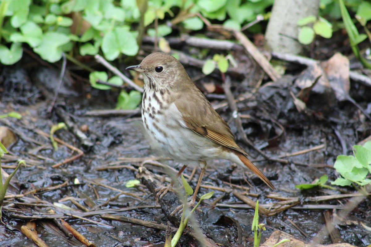 Hermit Thrush - ML333353381