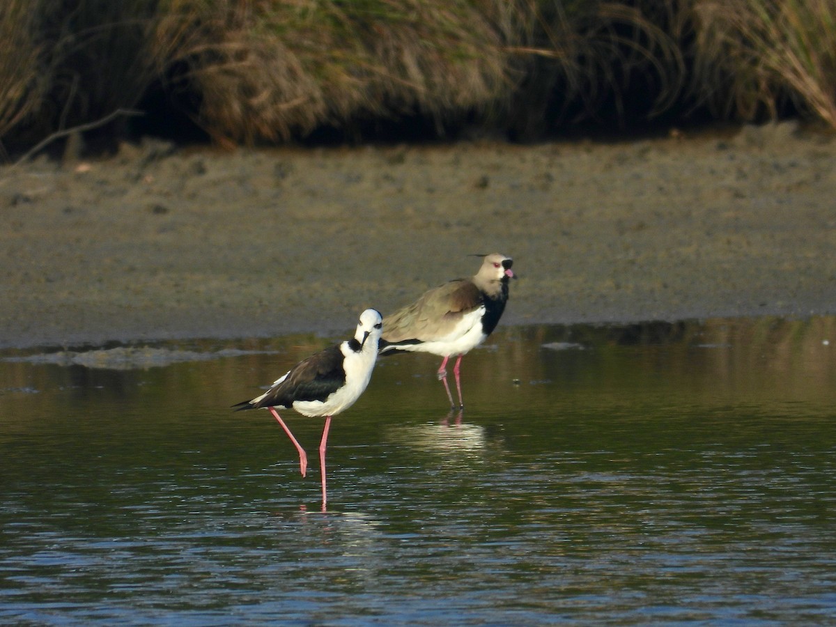 Black-necked Stilt - ML333353841