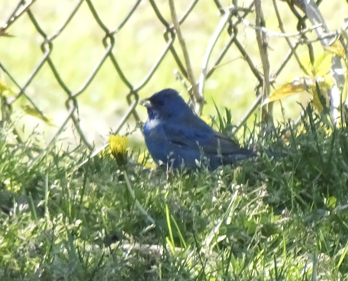 Indigo Bunting - ML333354621