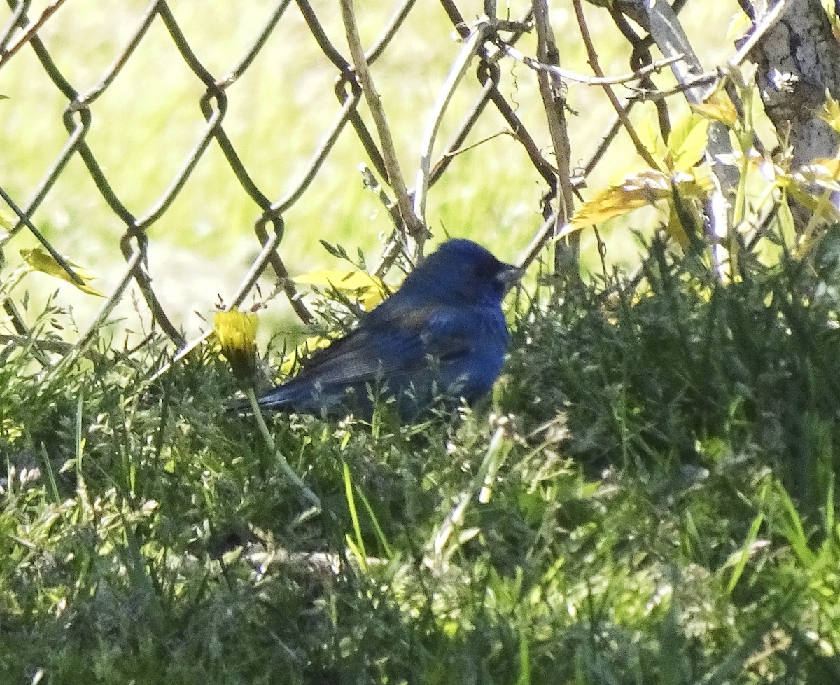 Indigo Bunting - Laura Goggin