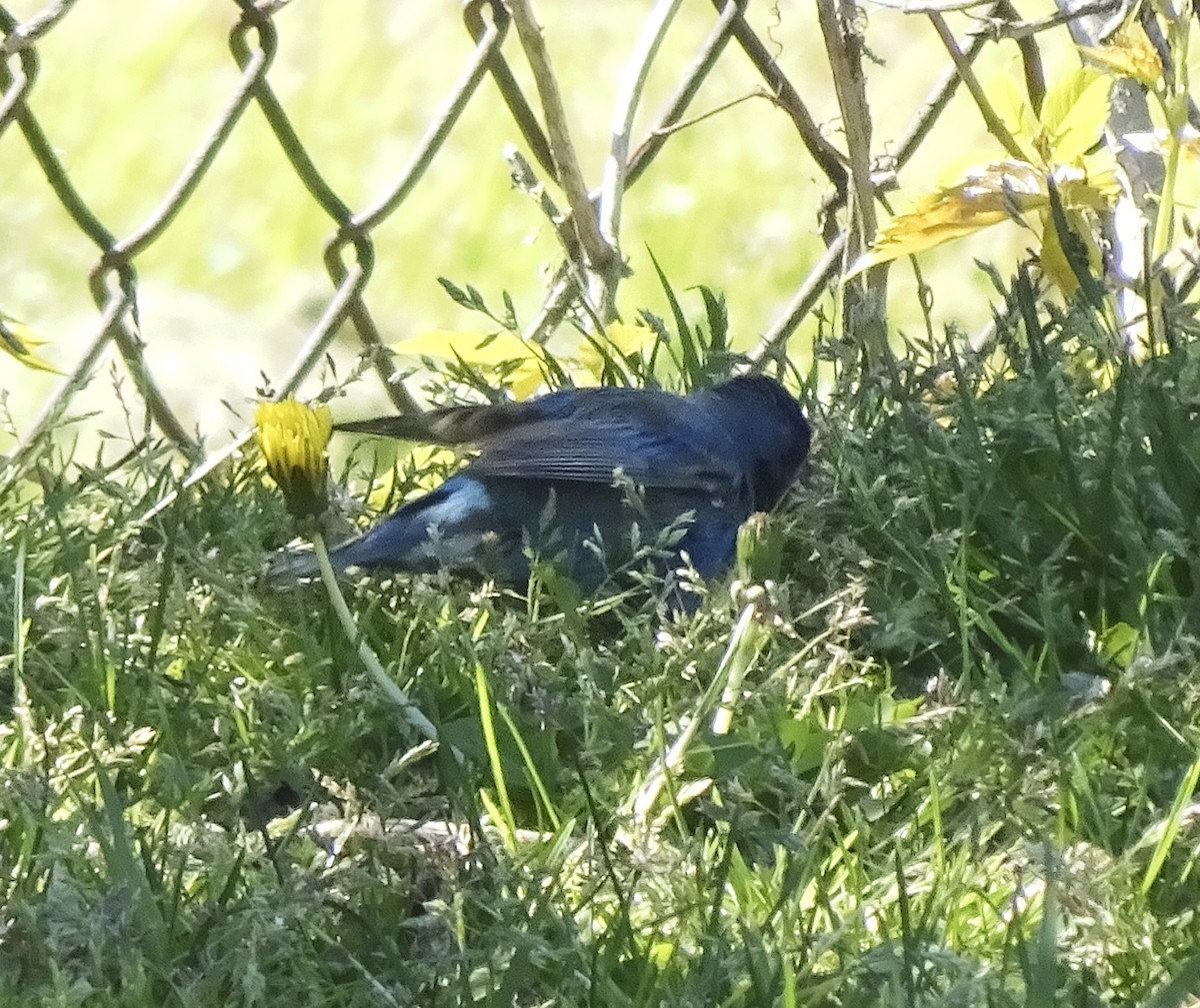 Indigo Bunting - ML333354651