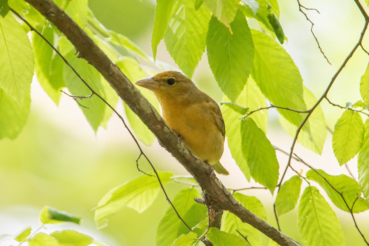 Summer Tanager - ML333354751