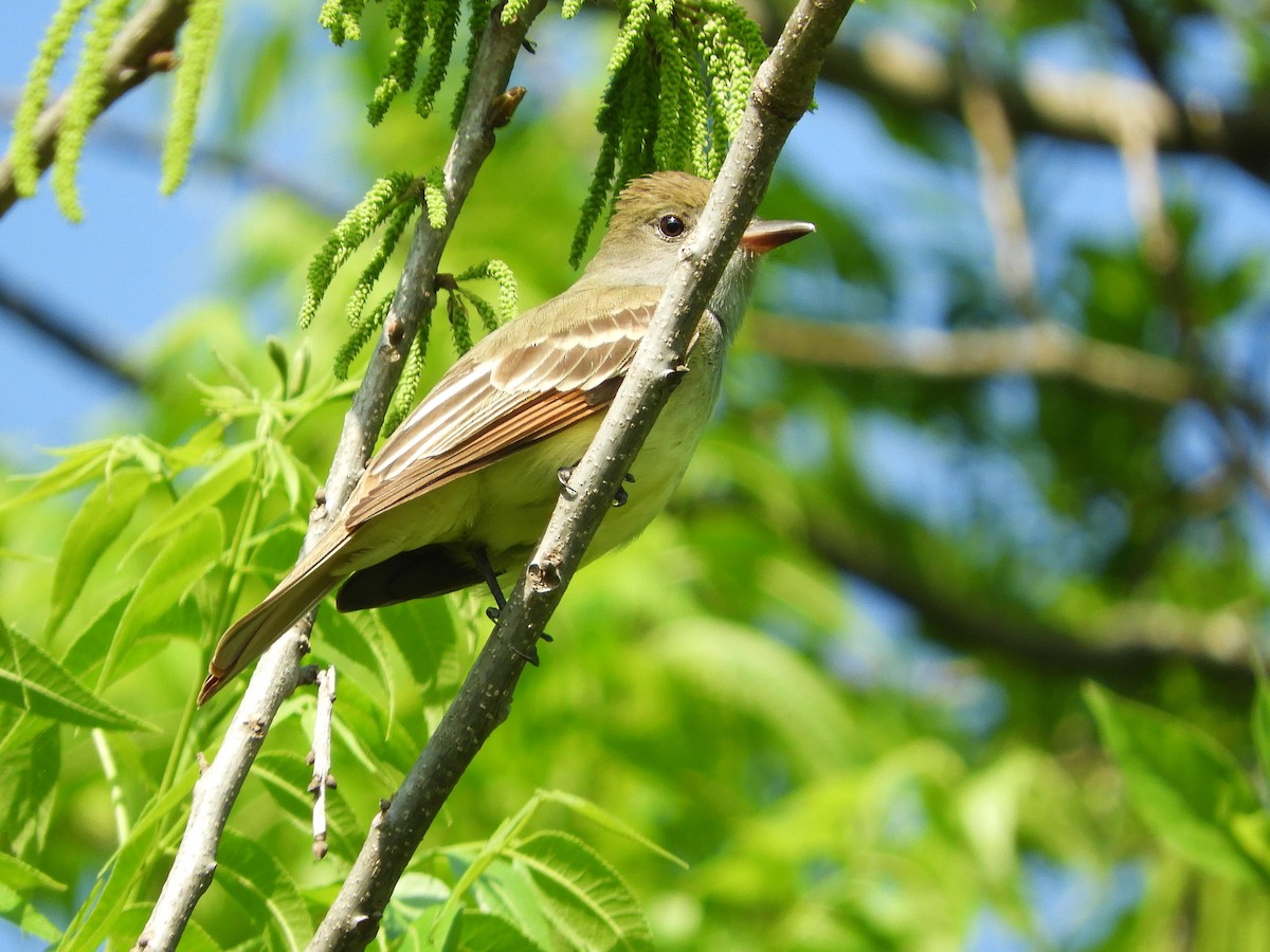 Great Crested Flycatcher - ML333357931