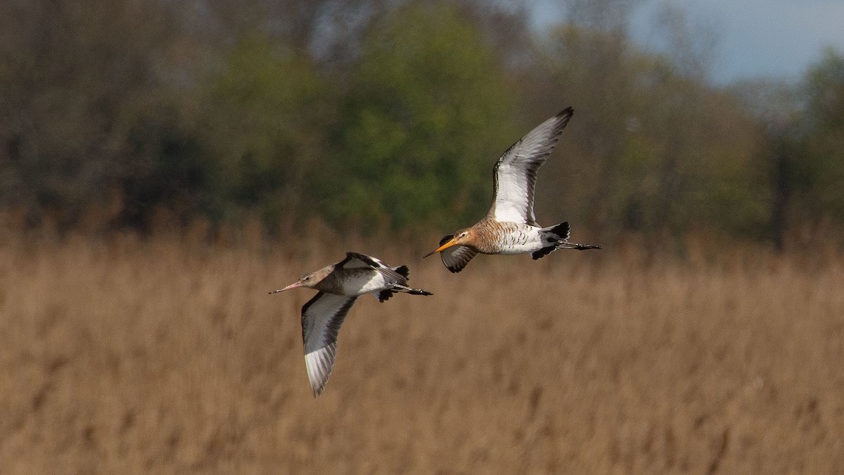 břehouš černoocasý - ML333358221