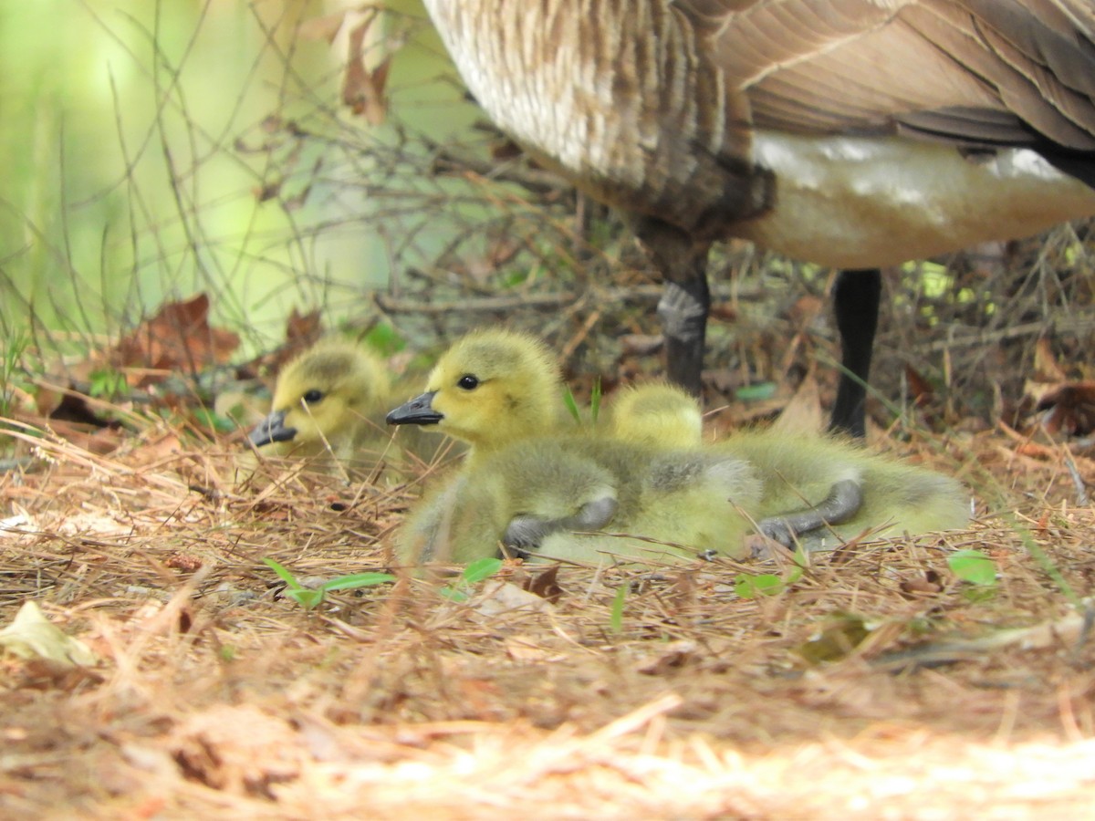 Canada Goose - ML333358341