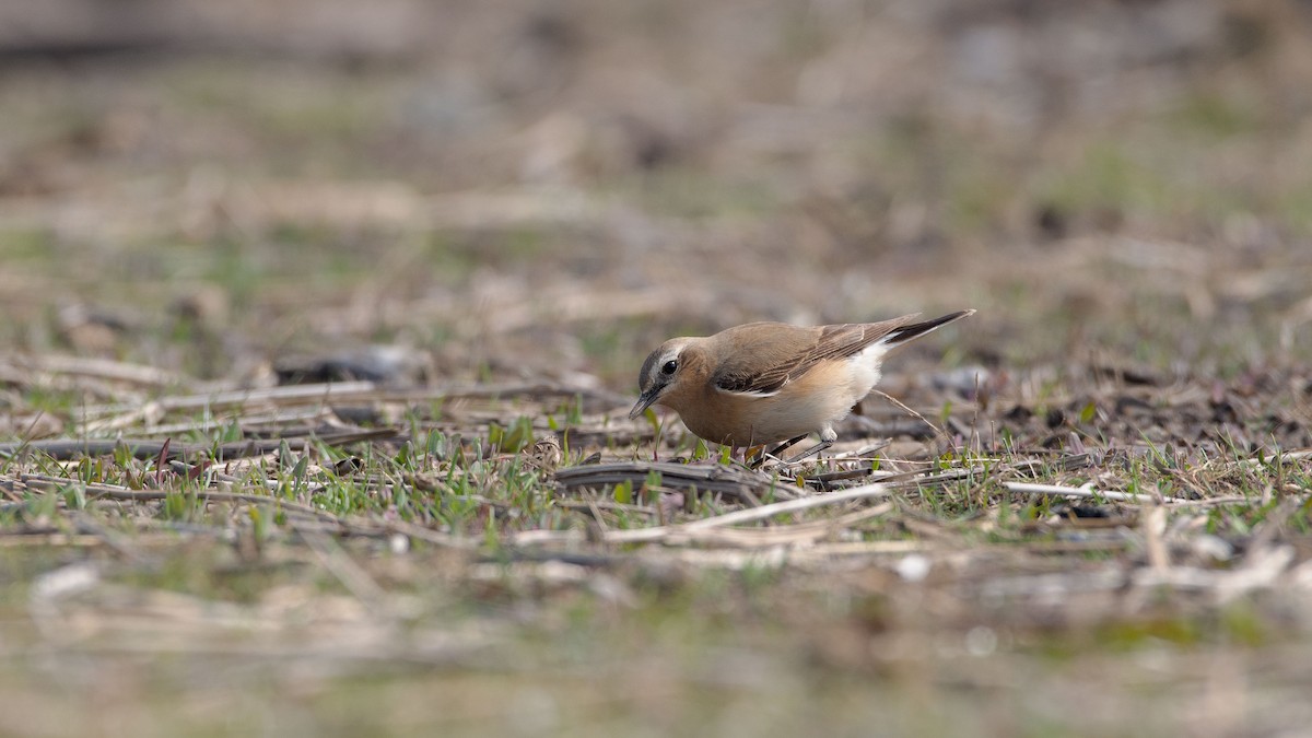 bělořit šedý - ML333358551