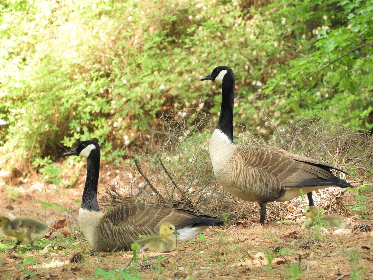 Canada Goose - ML333358621