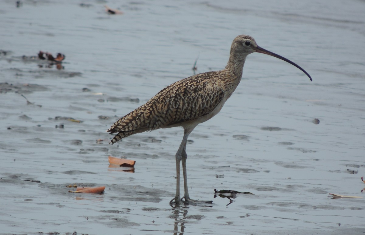 Long-billed Curlew - ML333359051