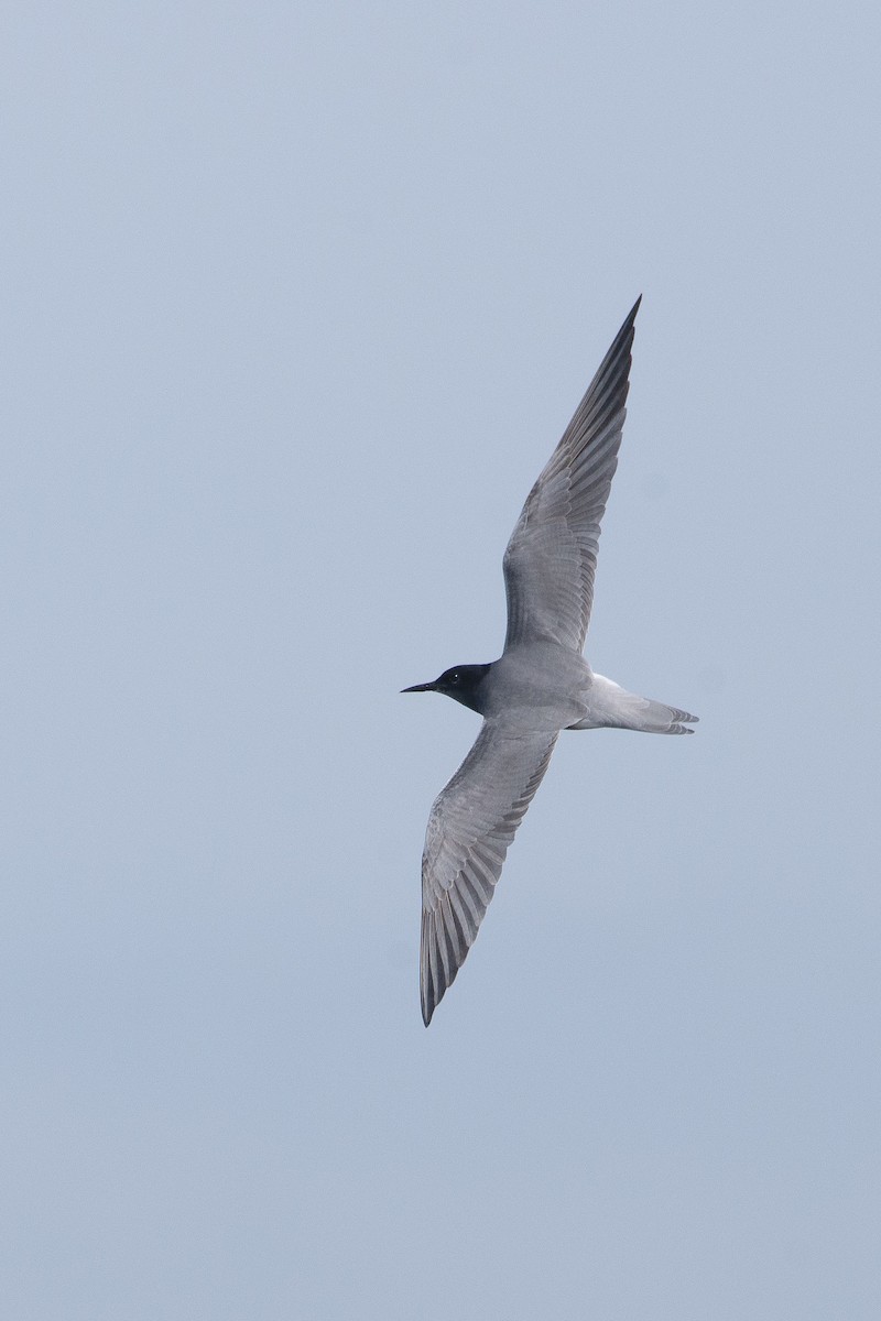 rybák černý - ML333359211