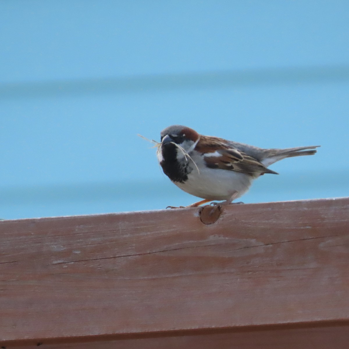 House Sparrow - Laurel Smith