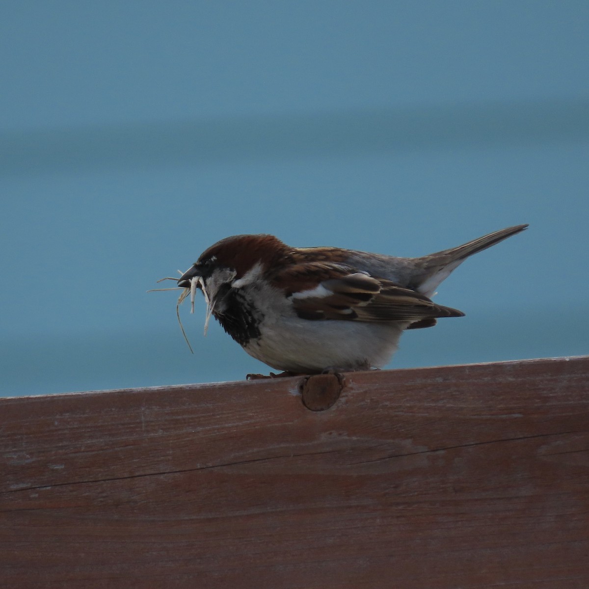 House Sparrow - Laurel Smith