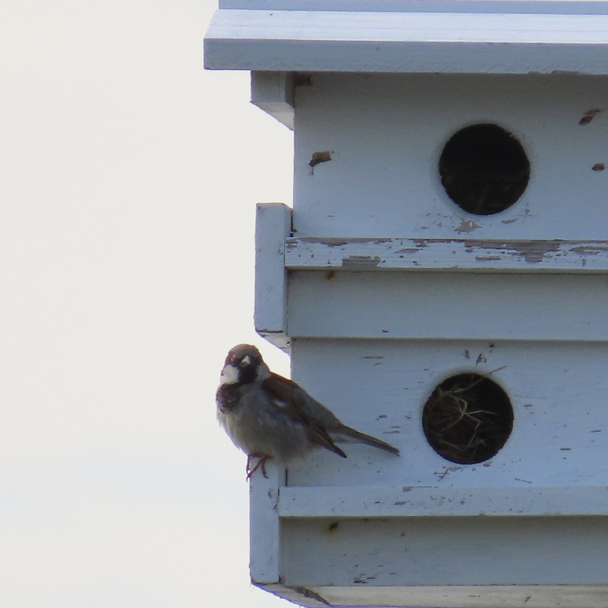 House Sparrow - ML333359391