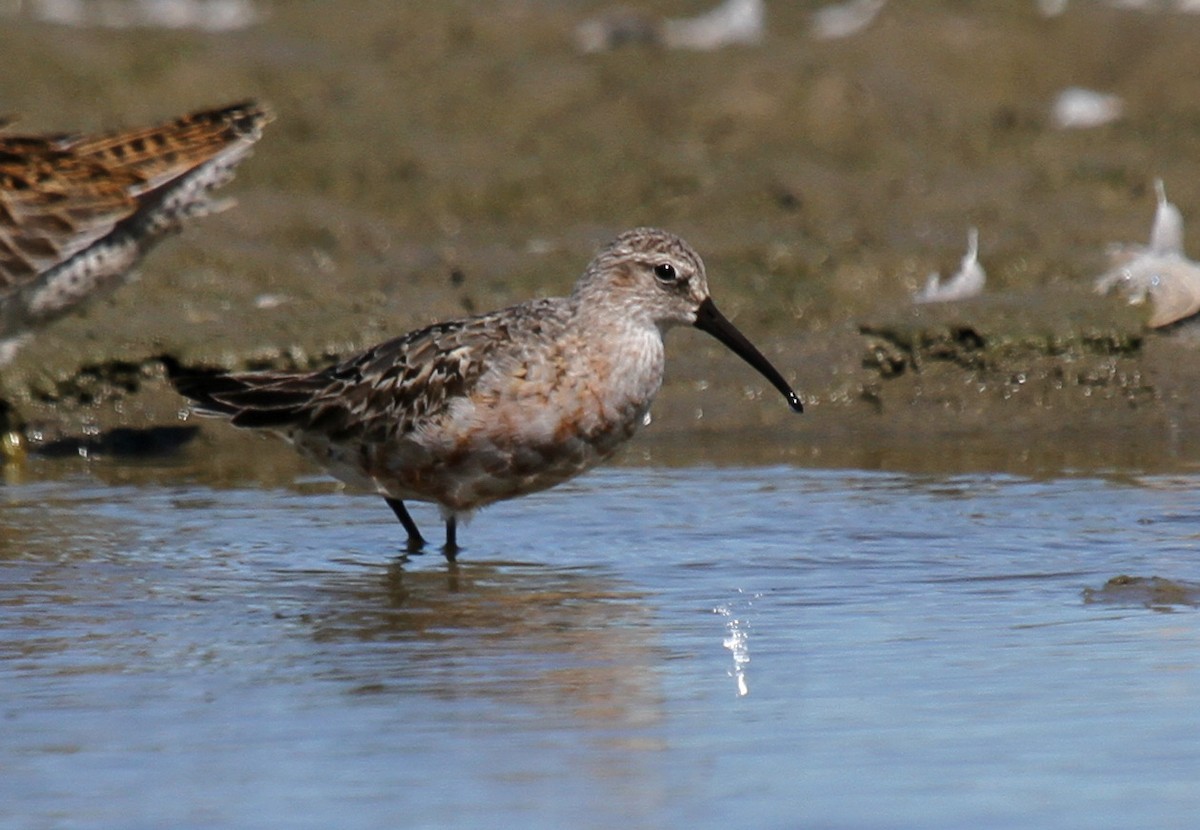 Curlew Sandpiper - ML33336021