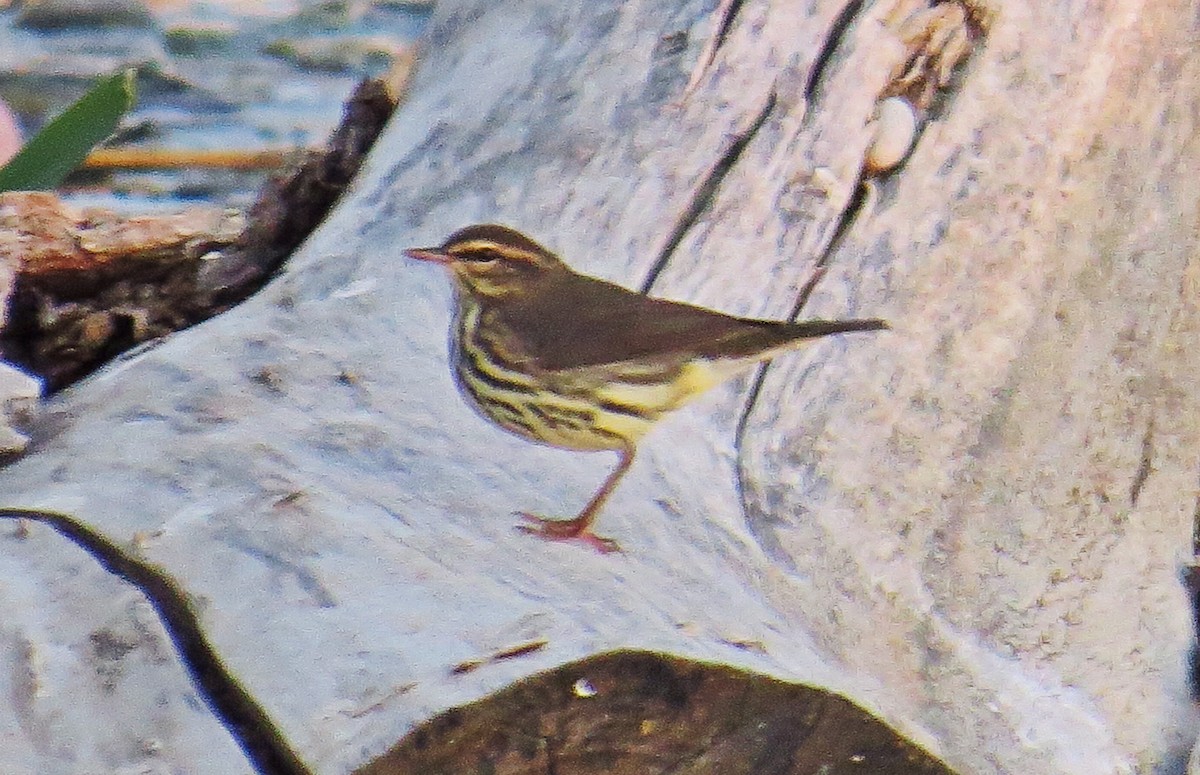 Northern Waterthrush - ML33336041