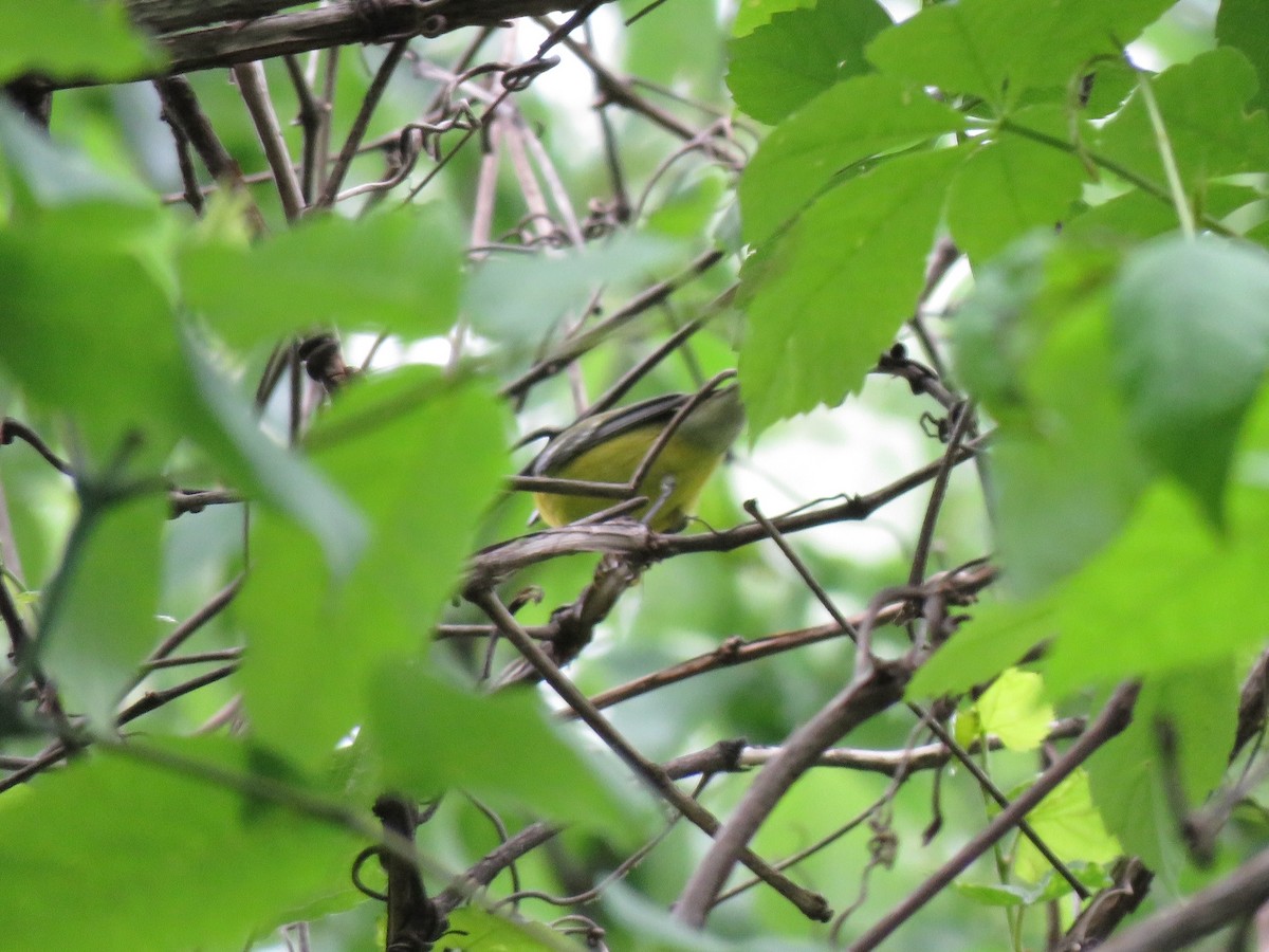 Blue-winged Warbler - Charlie Coddington