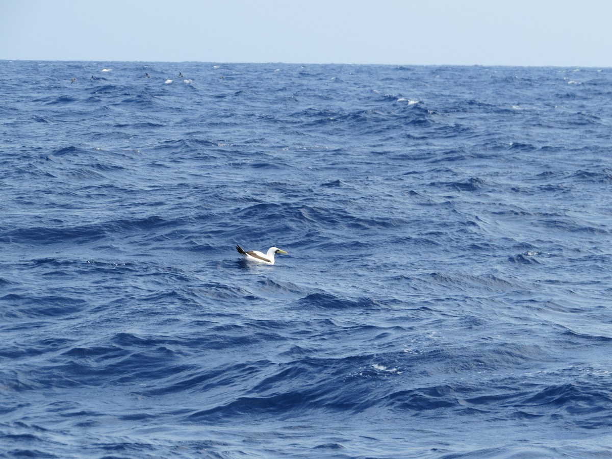 Masked Booby - ML333361391