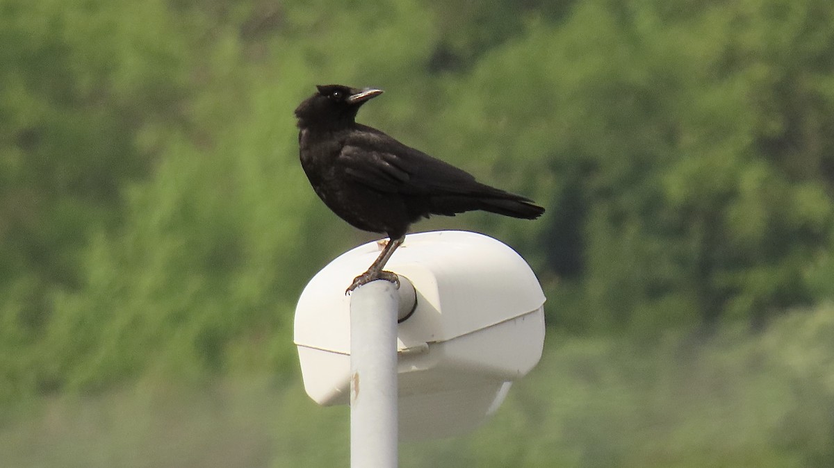 American Crow - ML333361691