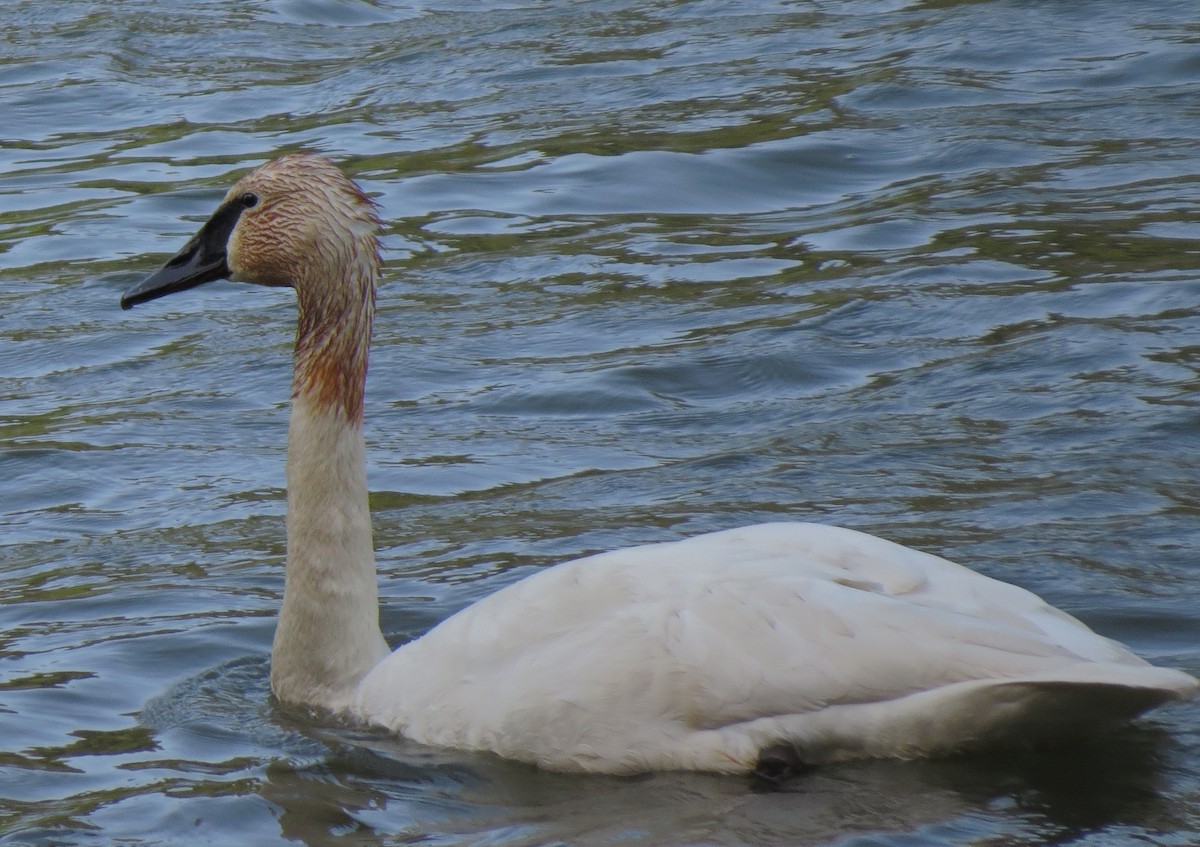 Trumpeter Swan - ML33336601