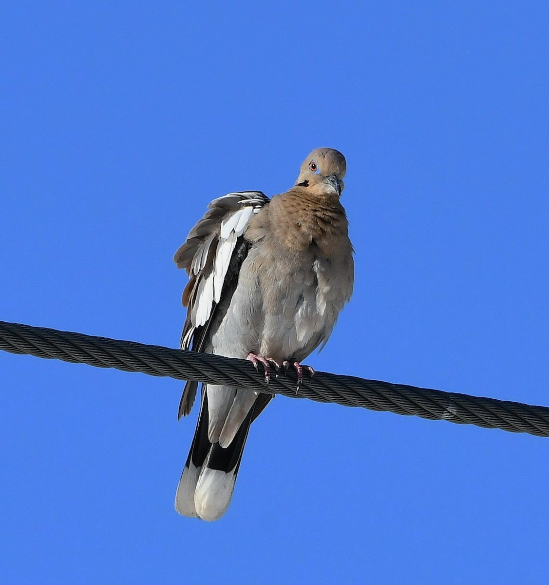 White-winged Dove - ML333366391