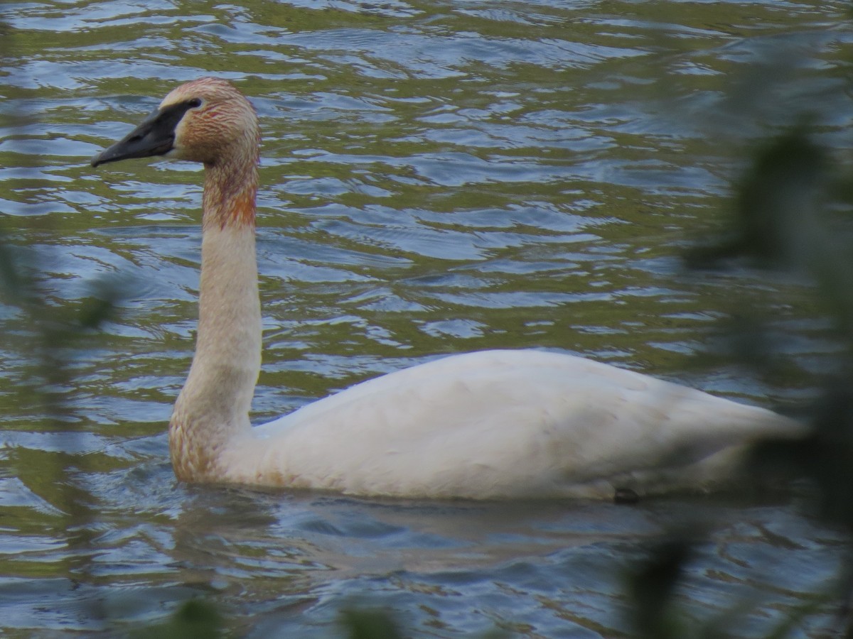 Trumpeter Swan - ML33336651