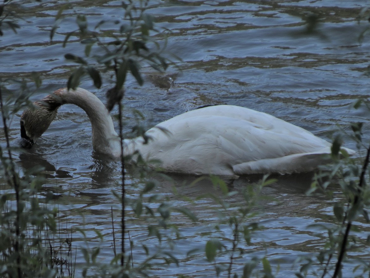 Trumpeter Swan - ML33336661