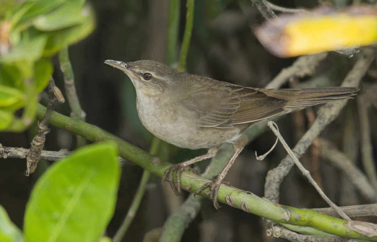 Pleske's Grasshopper Warbler - Koel Ko