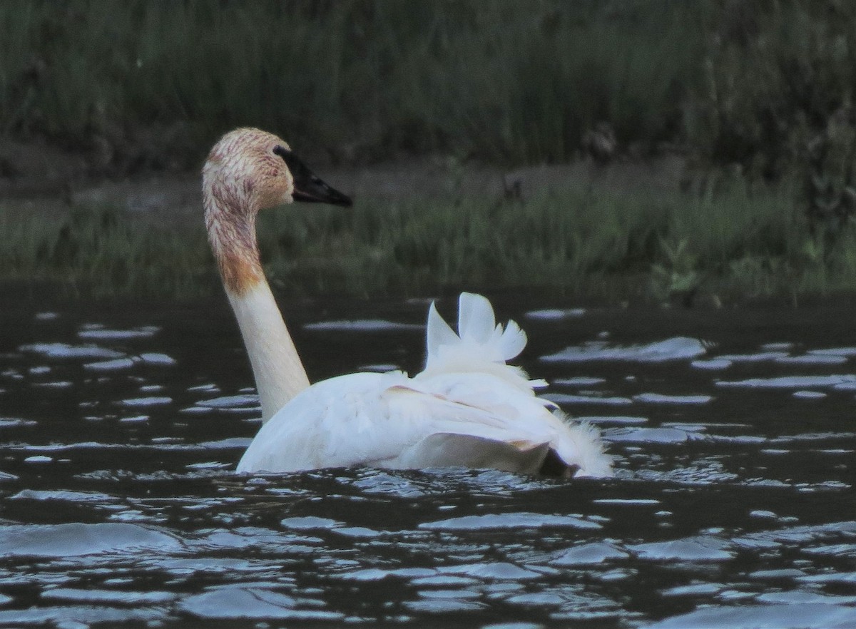 Trumpeter Swan - ML33336681