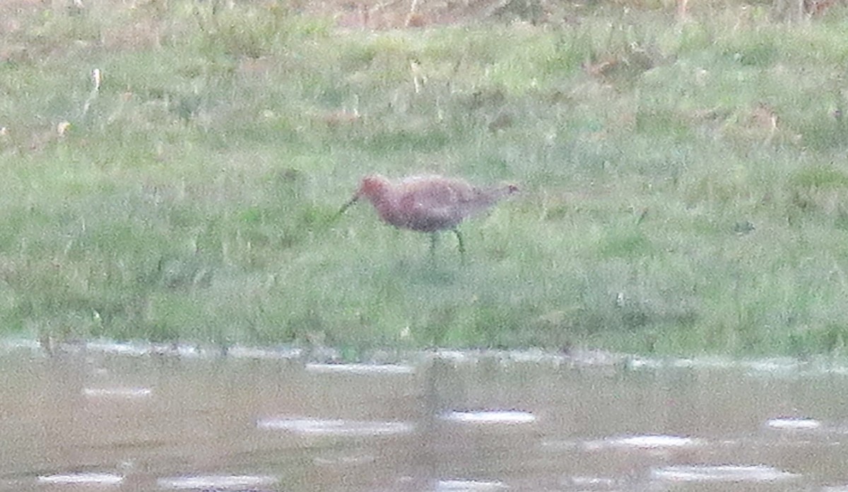 Curlew Sandpiper - Carmelo de Dios