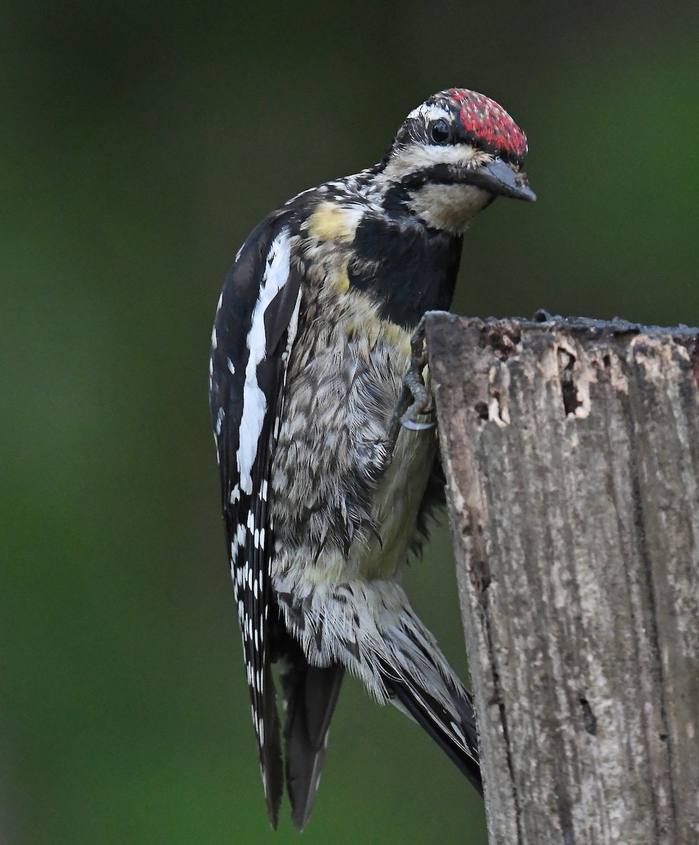 Yellow-bellied Sapsucker - ML333368961