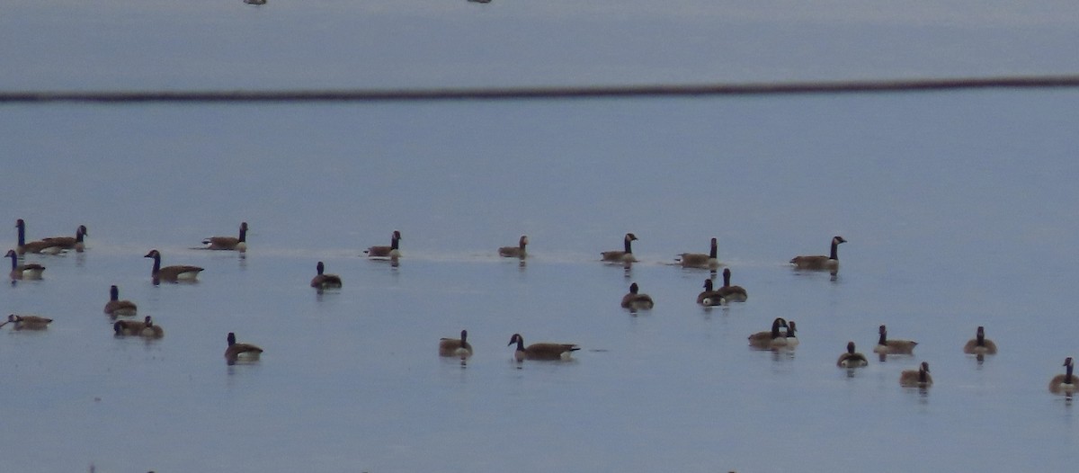 Greater White-fronted Goose (Western) - ML333369681