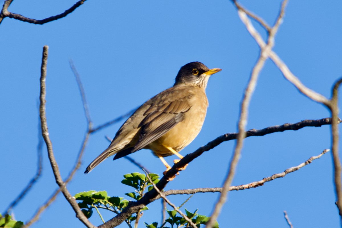 Austral Thrush - David Nowell