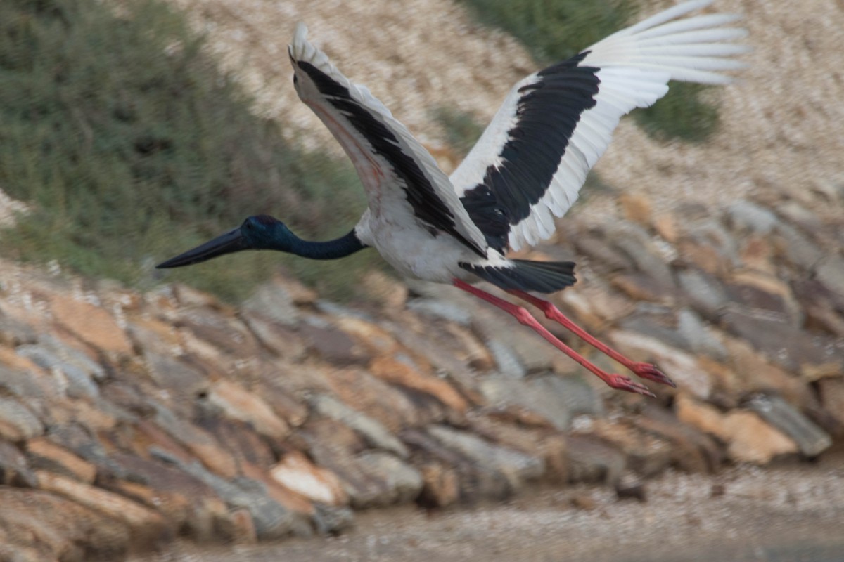 Black-necked Stork - ML333377051