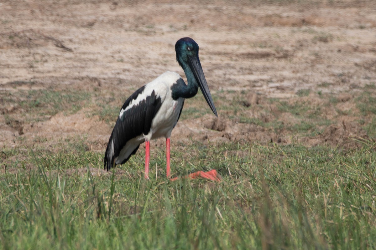 Black-necked Stork - Dominik Mayer