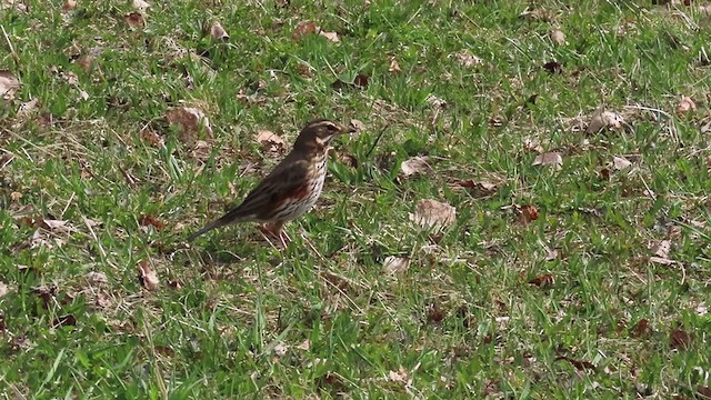 Redwing - ML333377451