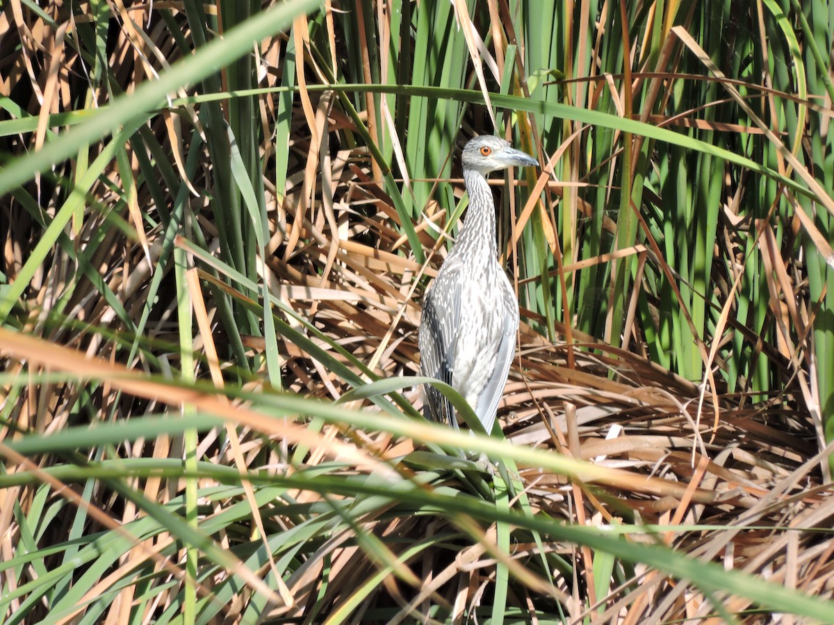 Yellow-crowned Night Heron - ML33337891