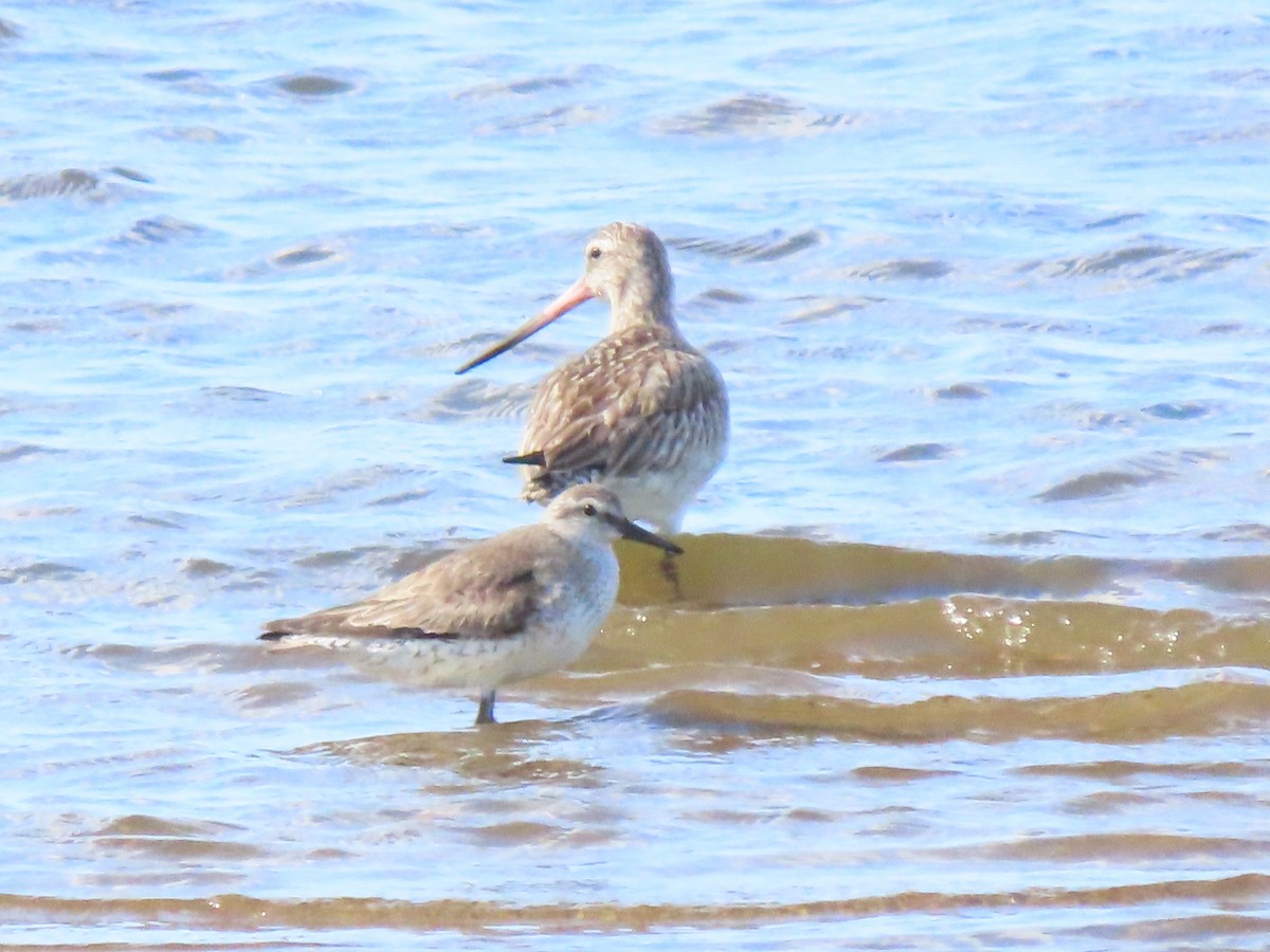 Red Knot - ML333379291